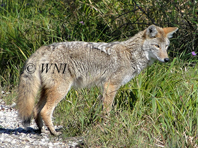 Coyote (Canis latrans)